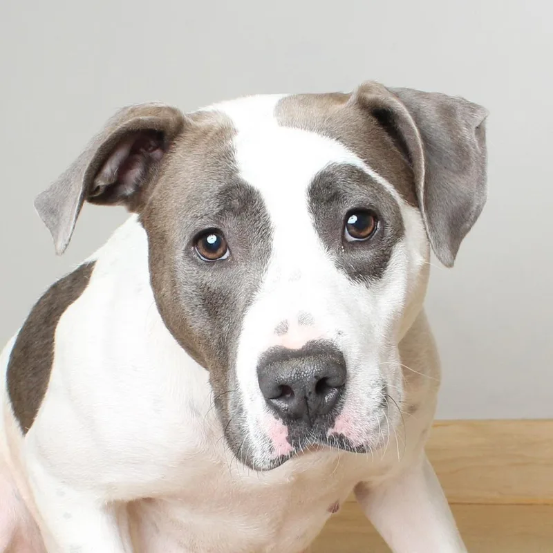An adult medium-sized female White / Cream Pit Bull Terrier dog named Martini D for adoption in Minnetonka, MN