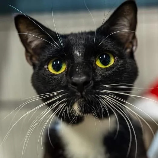 A young medium-sized male Black Domestic Short Hair cat named Ferb for adoption in Decatur, GA