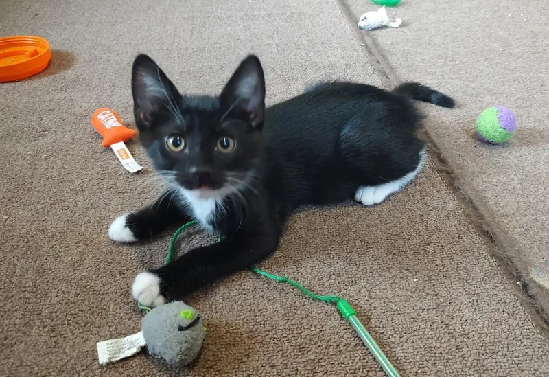 A baby medium-sized male Black & White / Tuxedo Domestic Short Hair cat named Tony Bennett for adoption in Pasco, WA