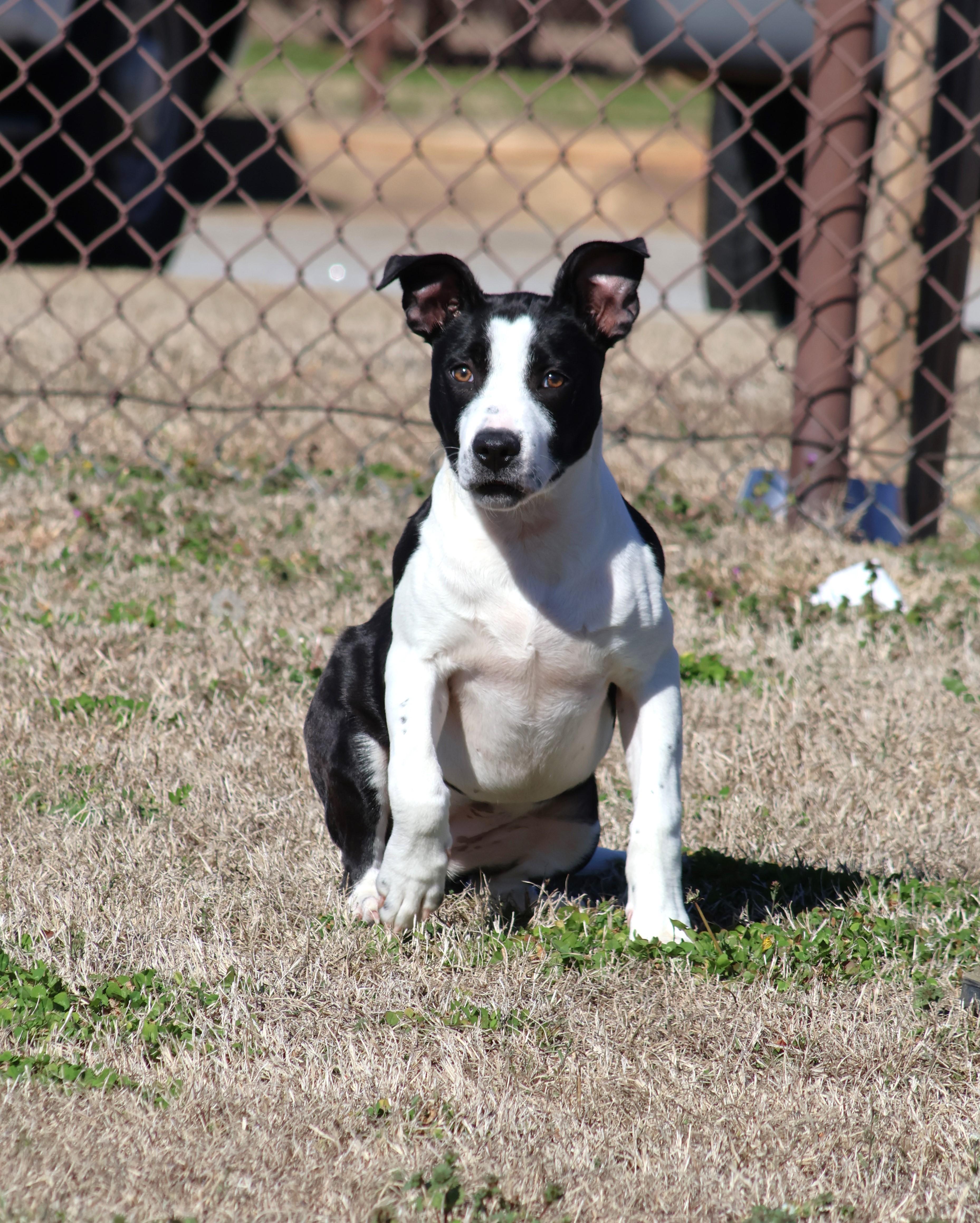 A young small-sized female Pit Bull Terrier dog named Capri for adoption in Appling, GA