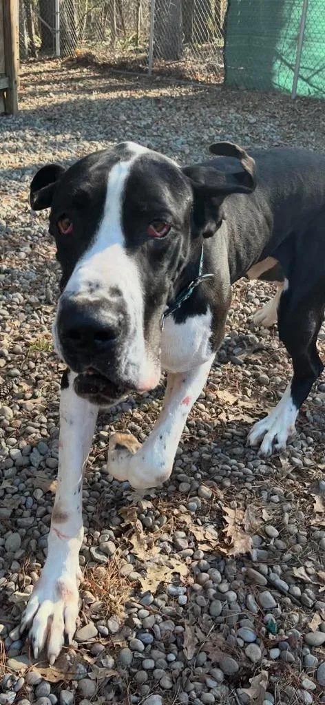 An adult large-sized male Great Dane dog named Jasper And Lainey for adoption in Sprakers, NY