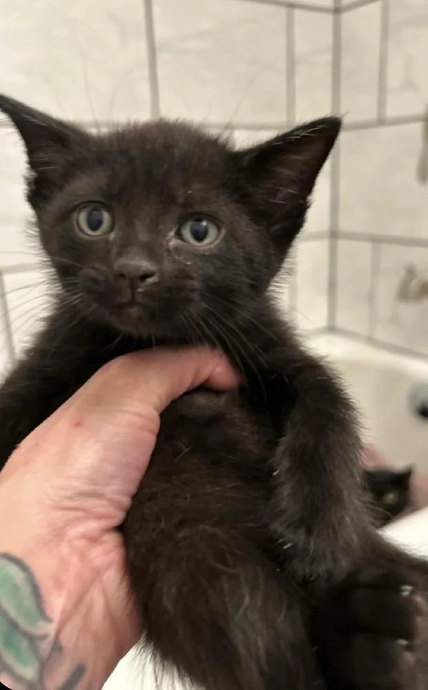A baby small-sized male Black Domestic Short Hair cat named Marvel for adoption in Poplar Grove, IL