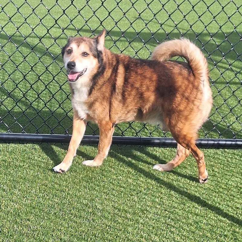 A senior medium-sized male Yellow / Tan / Blond / Fawn Mixed Breed dog named Tanuki for adoption in LOXAHATCHEE, FL
