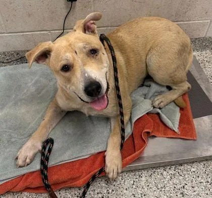 A young extra large-sized male Yellow / Tan / Blond / Fawn Mixed Breed dog named Carlo for adoption in Kansas City, MO
