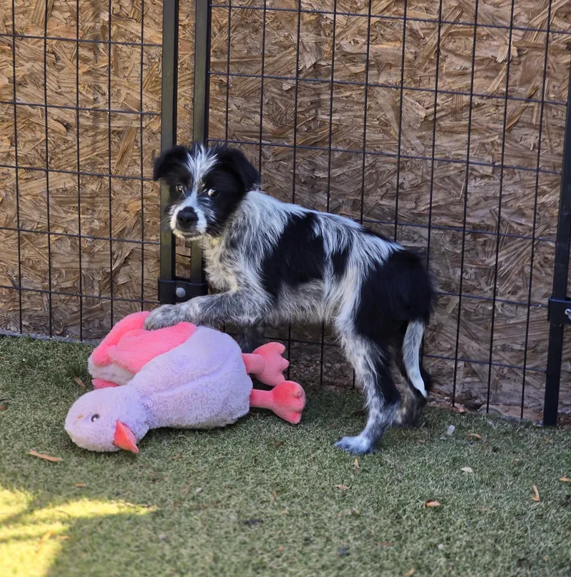 A baby medium-sized male Merle (Blue) Border Collie dog named Stewie for adoption in Apache Junction, AZ