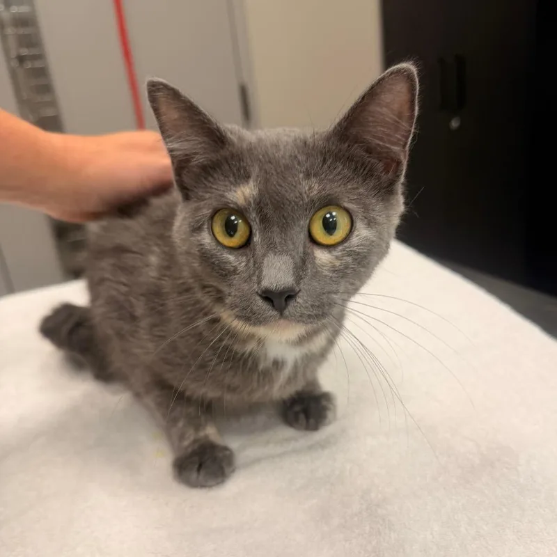 An adult small-sized female Tortoiseshell Domestic Short Hair cat named Ari for adoption in Sand Springs, OK