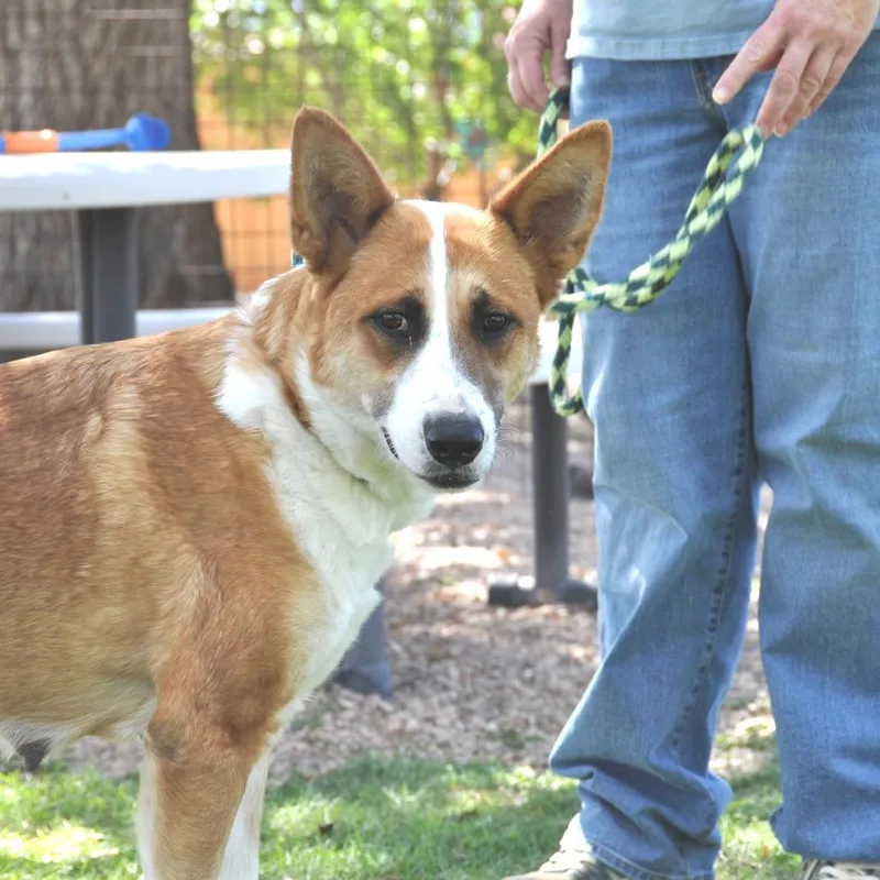 An adult medium-sized female Yellow / Tan / Blond / Fawn Mixed Breed dog named Darlin for adoption in Prescott, AZ