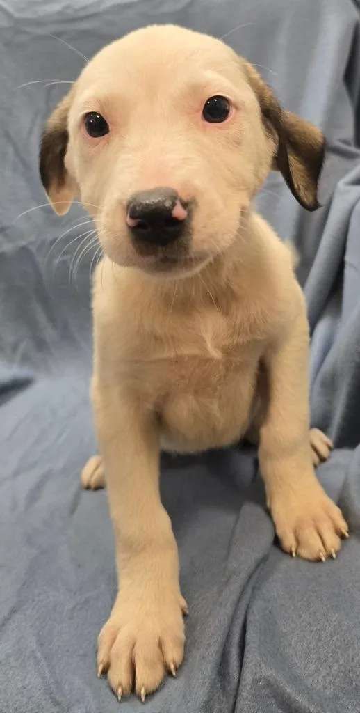 A baby large-sized female Terrier dog named Minerva for adoption in Murphysboro, IL