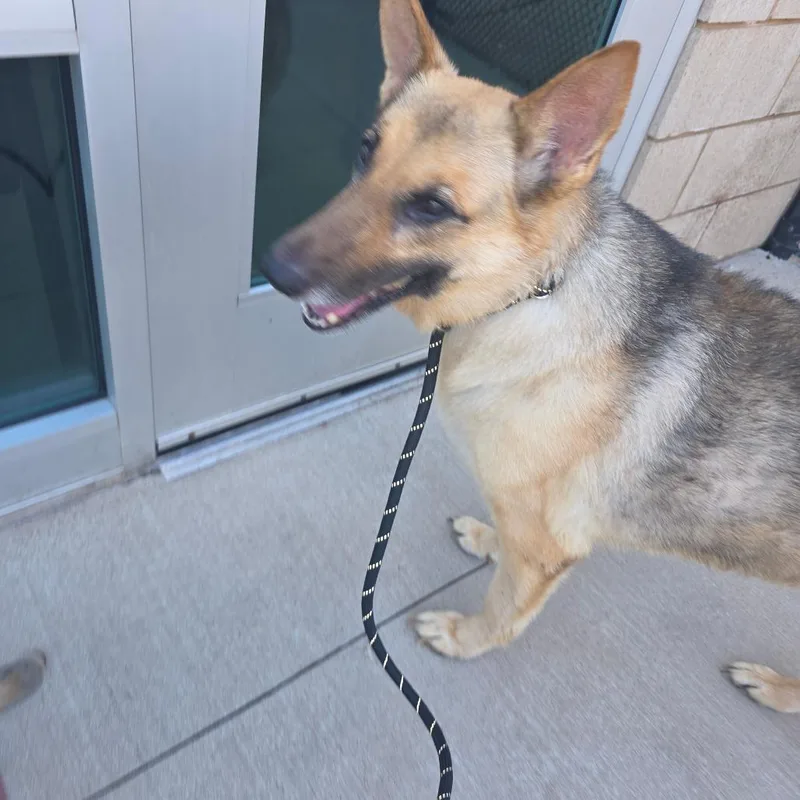 A senior large-sized female Yellow / Tan / Blond / Fawn German Shepherd Dog dog named Lulu for adoption in Norman, OK
