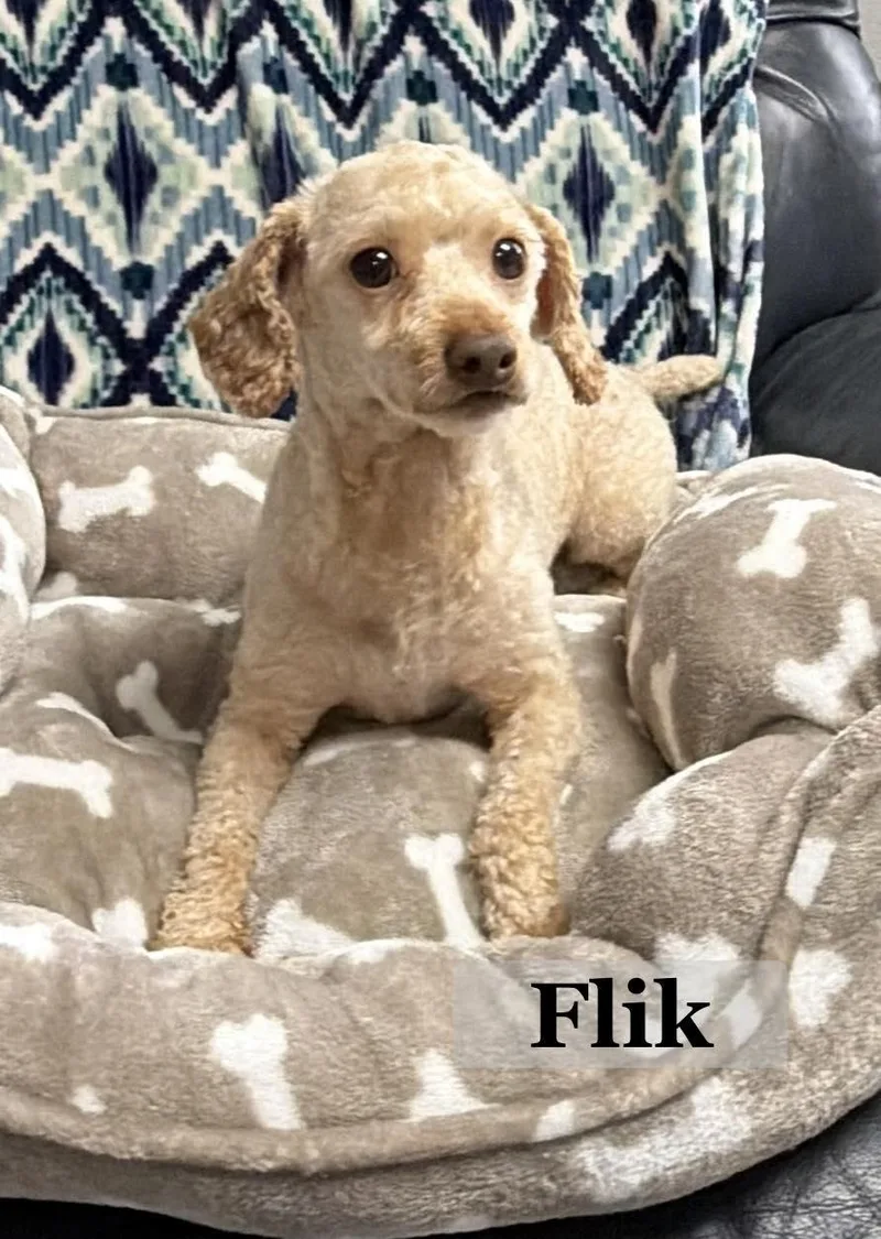 Flik