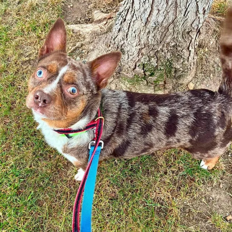 An adult medium-sized male Brown / Chocolate Mixed Breed dog named Spencer for adoption in Indianapolis, IN