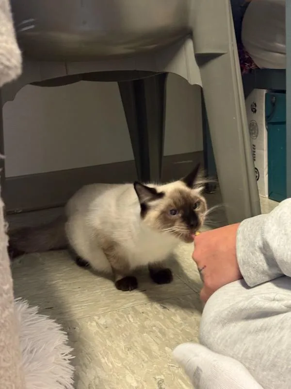 Spanky & Stymie thumbnail 5
