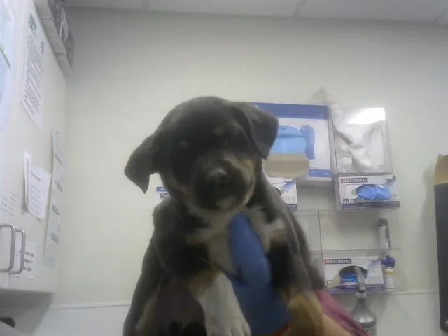 A baby small-sized male German Shepherd Dog dog named Brant for adoption in Albuquerque, NM