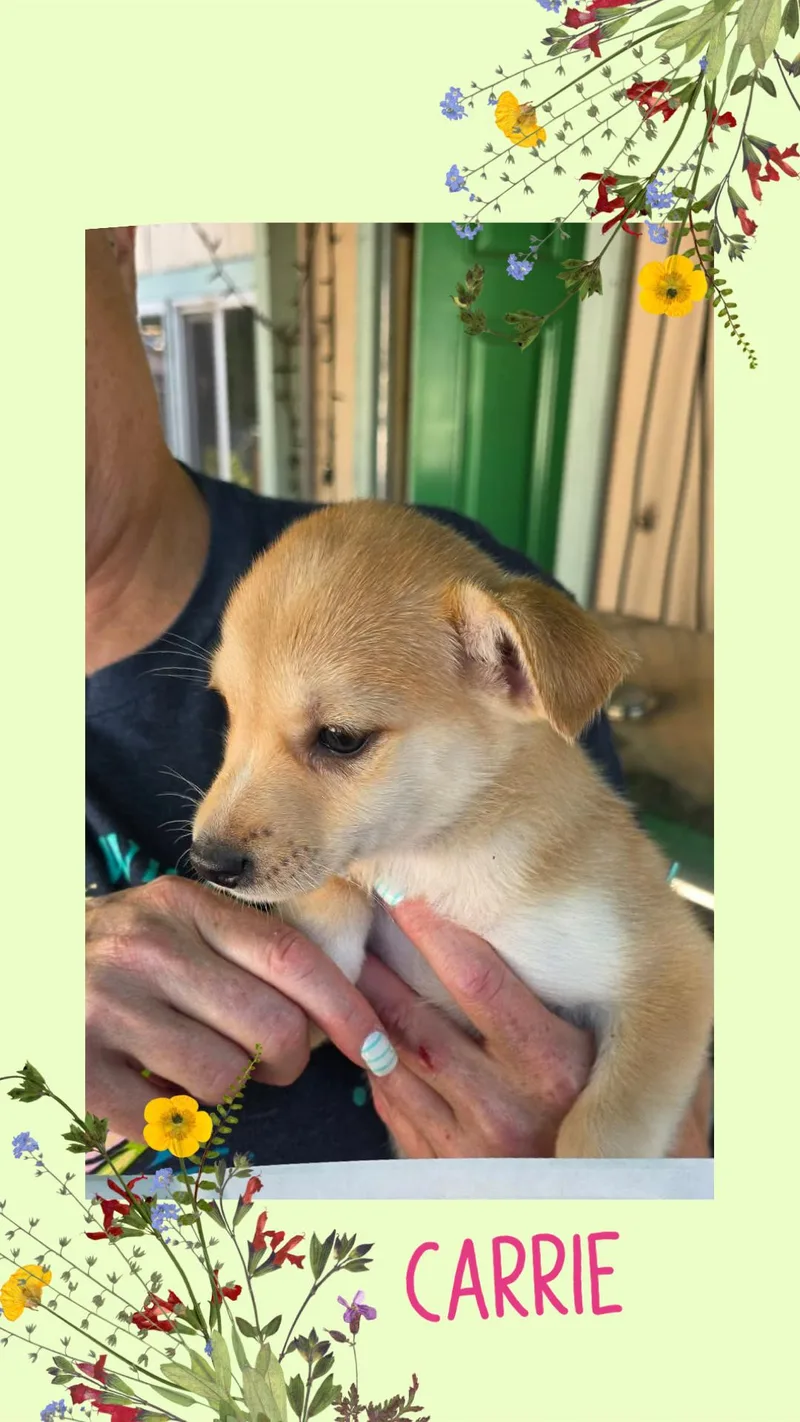 A baby small-sized female Chihuahua dog named Carrie for adoption in Eugene, OR