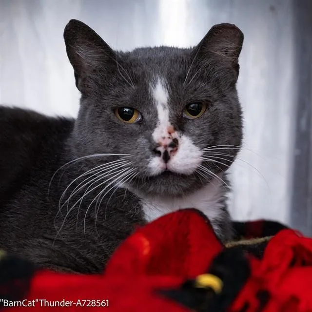 An adult medium-sized male Domestic Short Hair cat named Thunder for adoption in Sacramento, CA