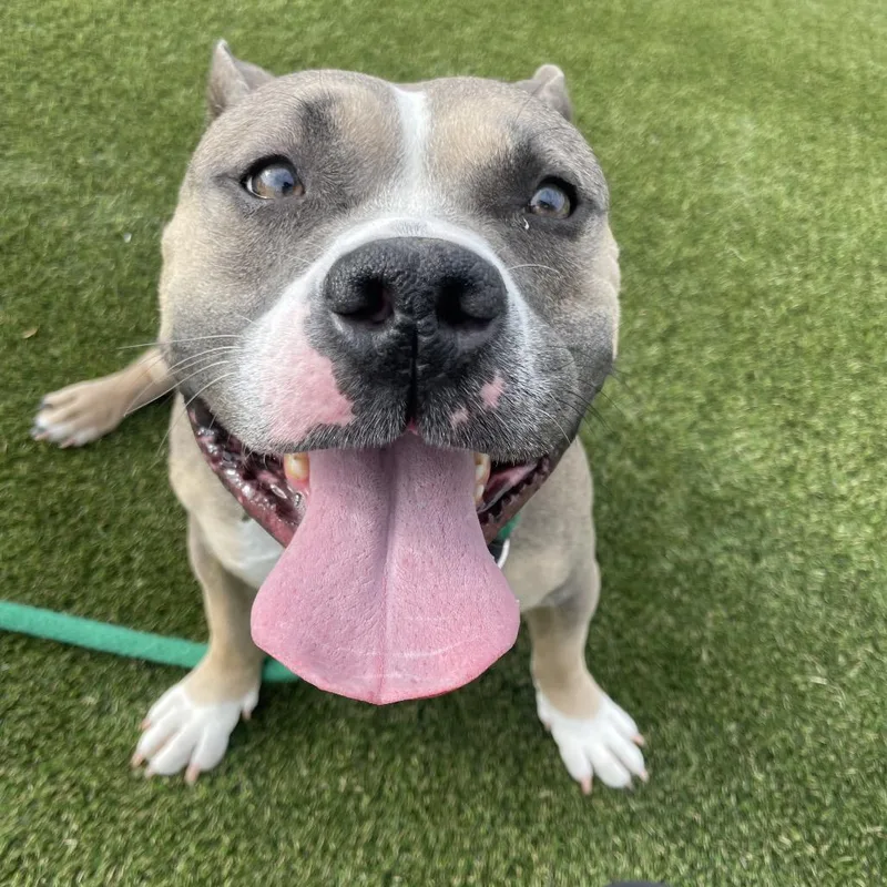 An adult medium-sized female Brown / Chocolate Pit Bull Terrier dog named Salle for adoption in Philadelphia, PA