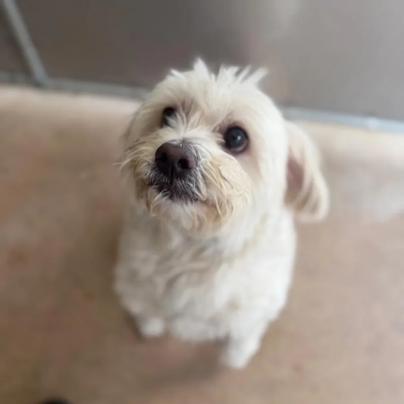 Oliver