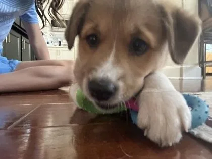 A baby medium-sized female Shepherd dog named Provolone for adoption in Fort Worth, TX
