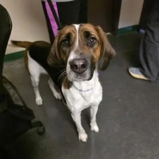 An adult medium-sized female Hound dog named Lacey for adoption in Springfield, MO