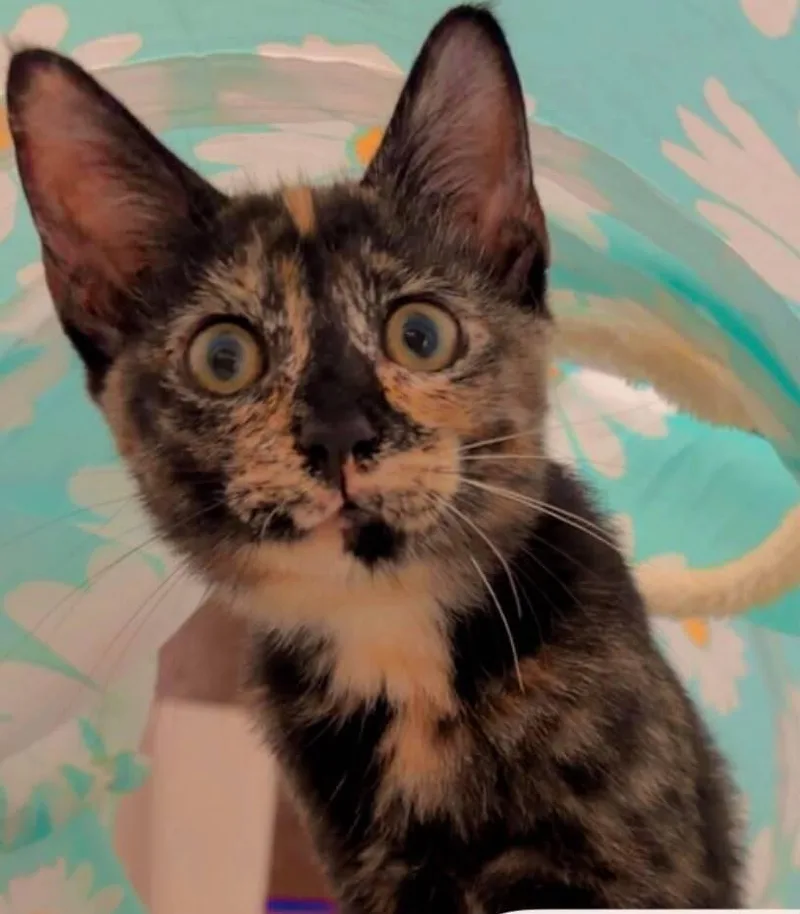 A baby small-sized female Domestic Short Hair cat named Lady for adoption in Naranjito, PR