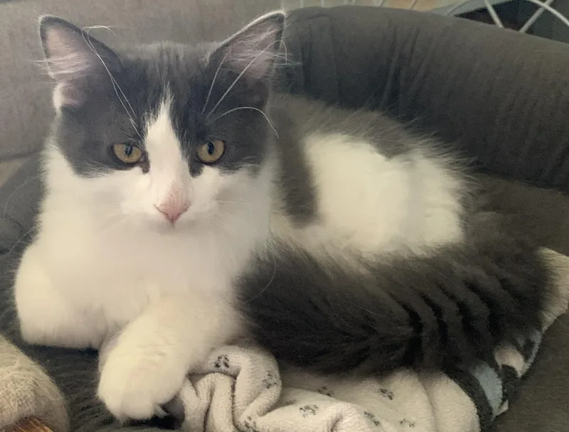 A baby medium-sized male Gray & White Domestic Long Hair cat named Axel for adoption in Milwaukee, WI