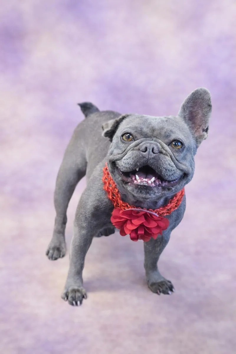 An adult small-sized female Gray / Blue / Silver French Bulldog dog named Dory for adoption in San Pedro, CA