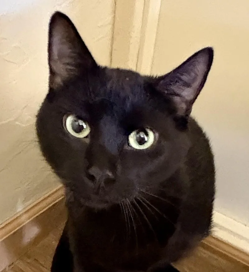 Baby Cat thumbnail 2