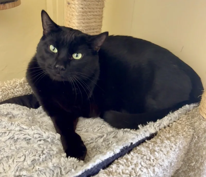 Baby Cat thumbnail 3