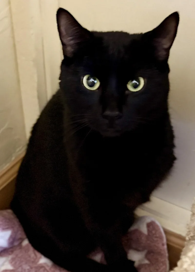 Baby Cat thumbnail 4