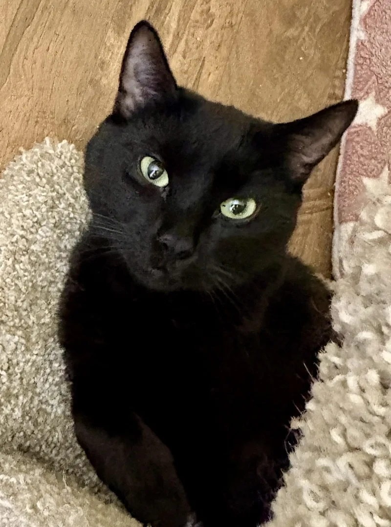 Baby Cat thumbnail 5