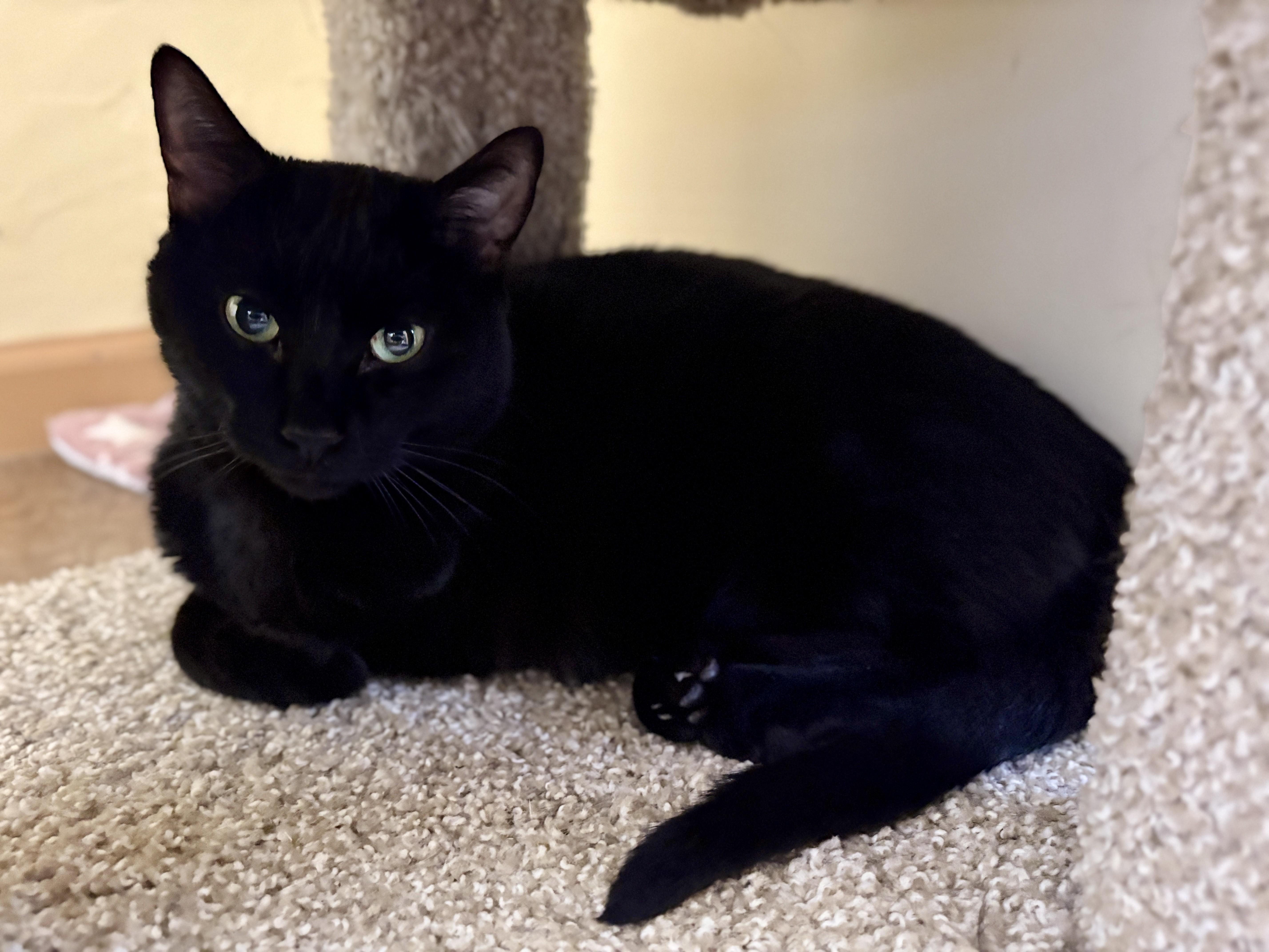 Baby Cat thumbnail 6