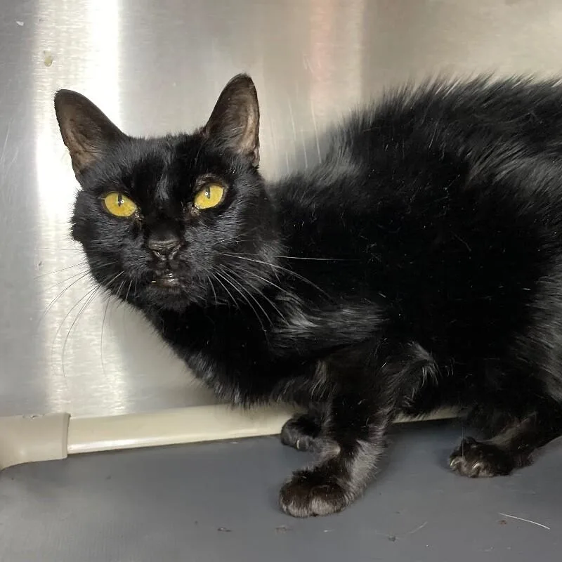 A senior medium-sized female Domestic Short Hair cat named Marissa for adoption in Roanoke, VA