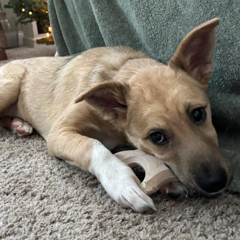A young small-sized female Yellow / Tan / Blond / Fawn Mixed Breed dog named Wonka for adoption in Buffalo, MN