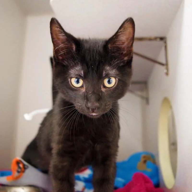 A baby medium-sized male Domestic Short Hair cat named Doppler for adoption in Shoreline, WA