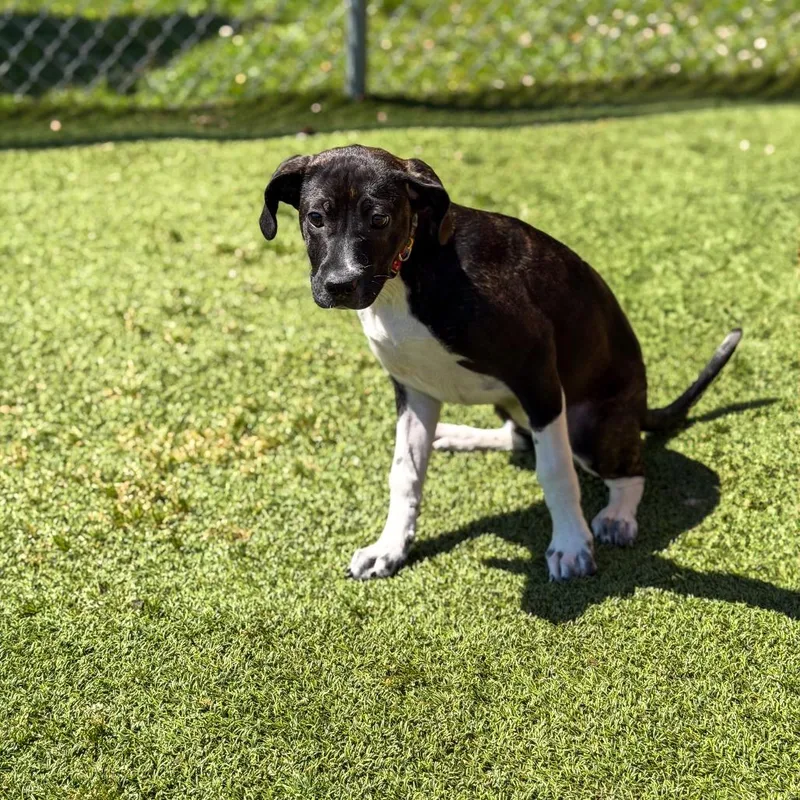 A baby medium-sized female Black Hound dog named Petunia for adoption in Gainesville, GA