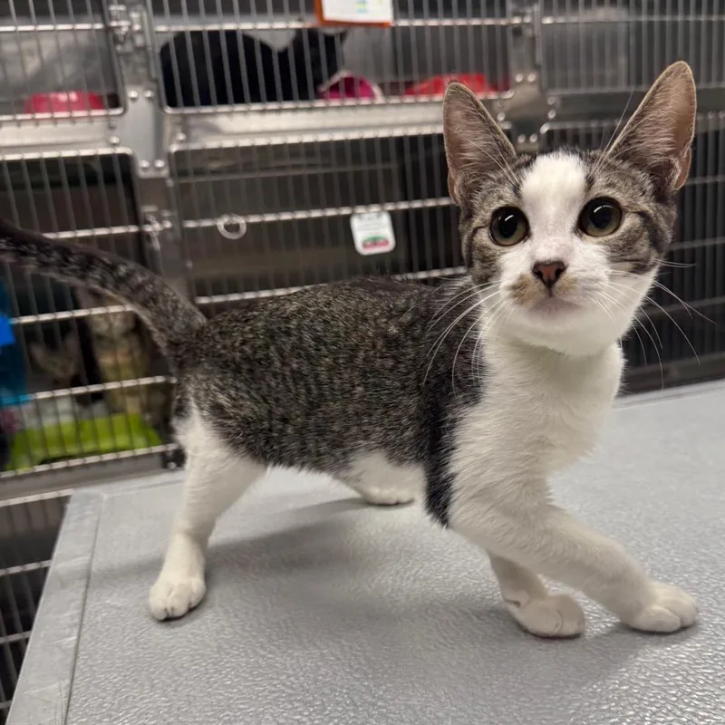 A young small-sized female Brown / Chocolate Domestic Short Hair cat named Aloe for adoption in Spokane, WA