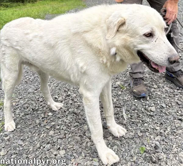 An adult large-sized male White / Cream Great Pyrenees dog named Yukon in NJ  for adoption in Beacon, NY