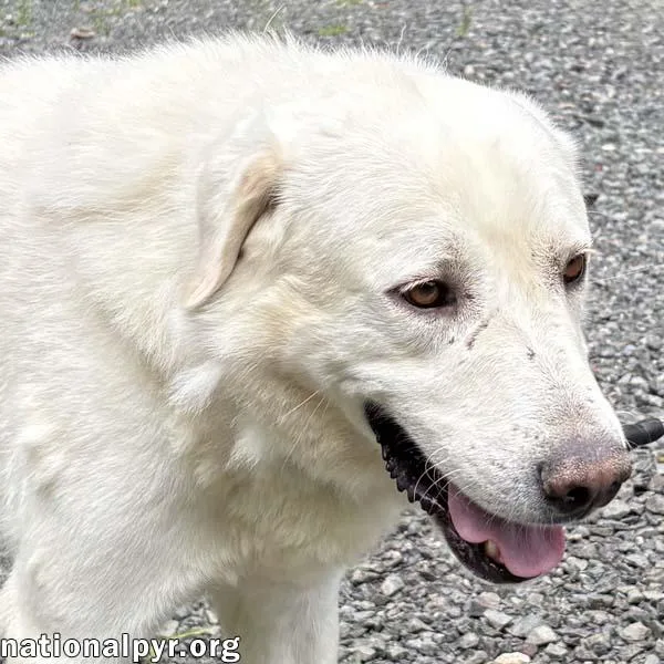 Yukon in NJ  thumbnail 3