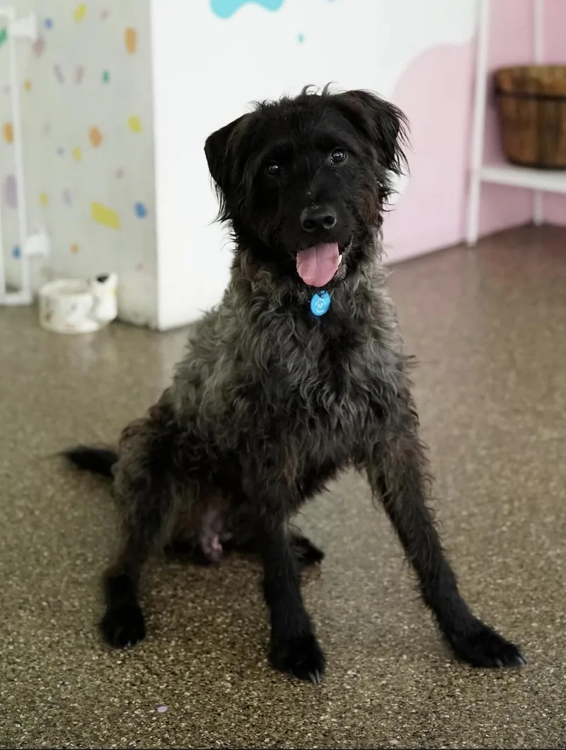 An adult medium-sized male Poodle dog named Koda for adoption in Pasadena, CA