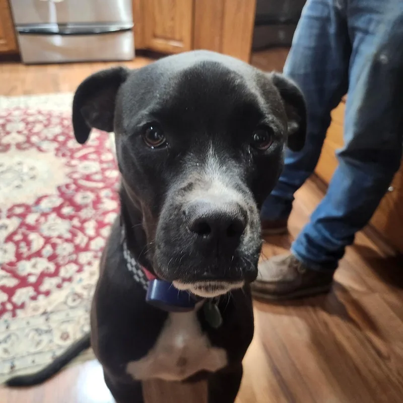 An adult large-sized male Boxer dog named Patch Courtesy Listing for adoption in Midland, MI