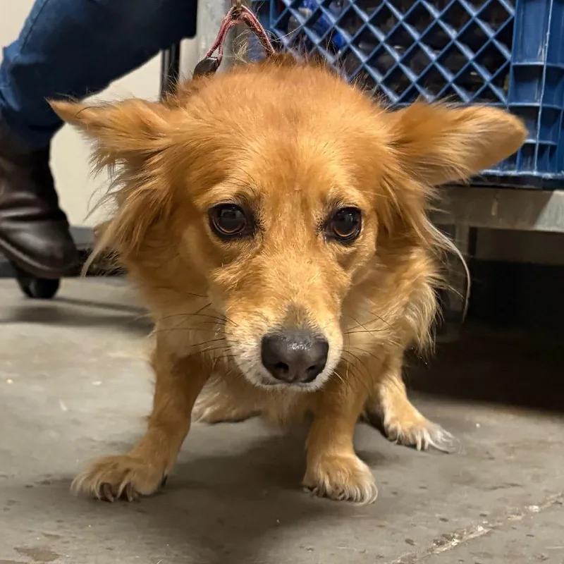 An adult small-sized female Red / Chestnut / Orange Dachshund dog named Pear for adoption in Yuma, AZ