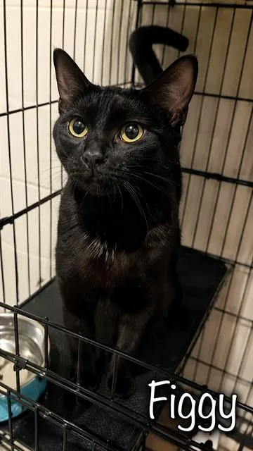 A young small-sized female Domestic Short Hair cat named Figgy for adoption in Westminster, MD