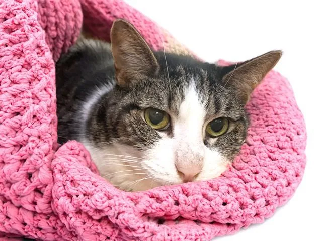 A senior medium-sized female Domestic Short Hair cat named Kib for adoption in Fort Lauderdale, FL