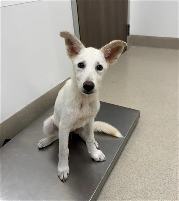 A baby small-sized female Husky dog named Dulce for adoption in Baytown, TX
