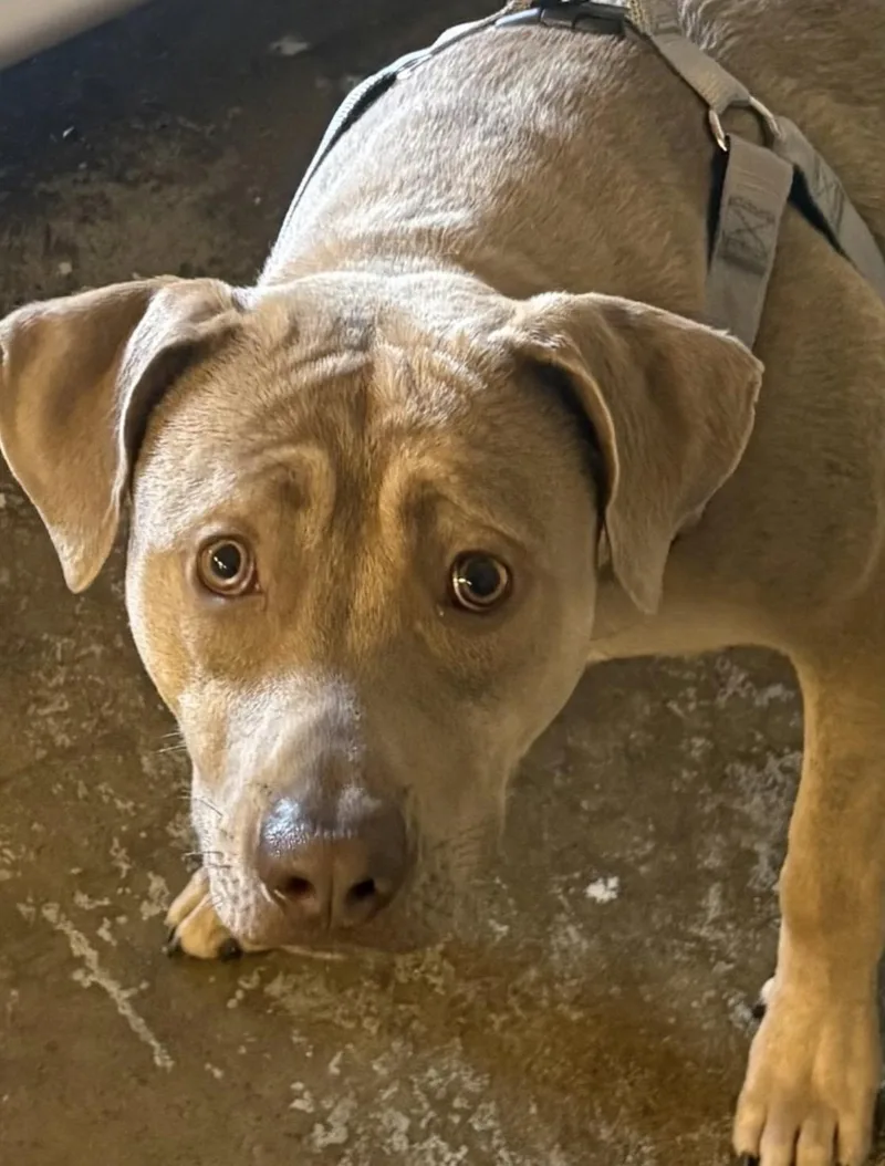 A young medium-sized male Brown / Chocolate Pit Bull Terrier dog named Kobi Hold for adoption in Canton, OH