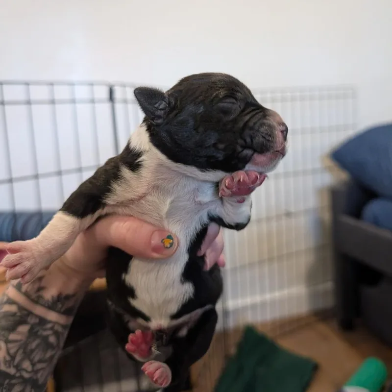 A baby small-sized male Black Mixed Breed dog named Badger for adoption in Asheville, NC
