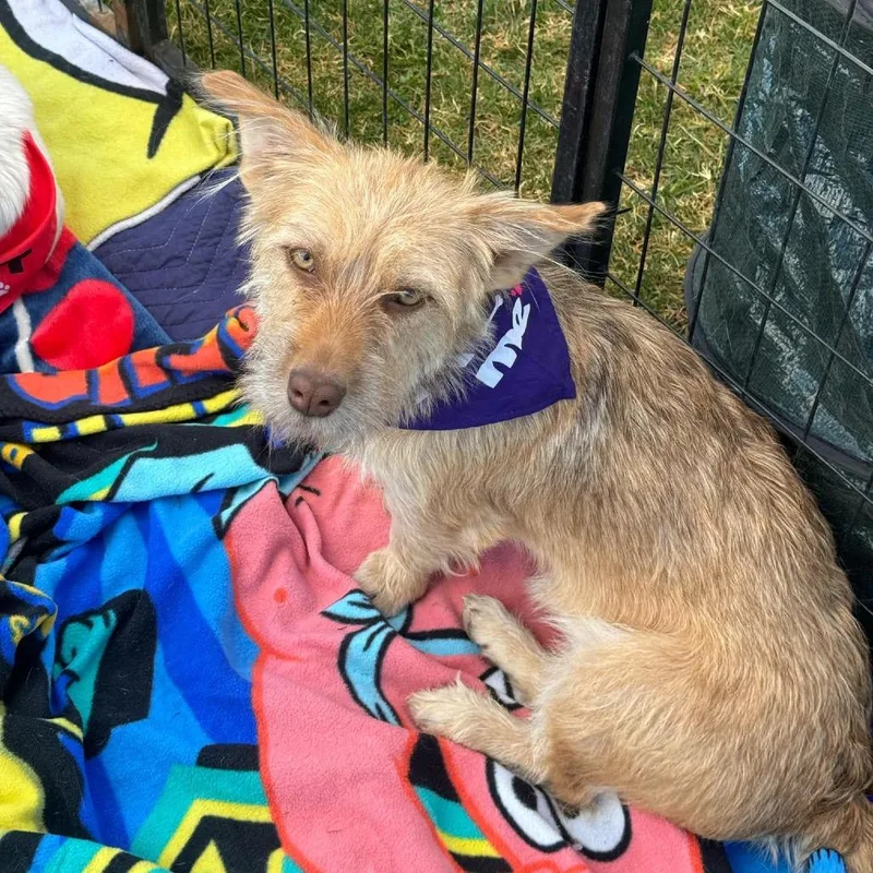 An adult medium-sized female Jack Russell Terrier dog named Grizzly for adoption in Phoenix, AZ