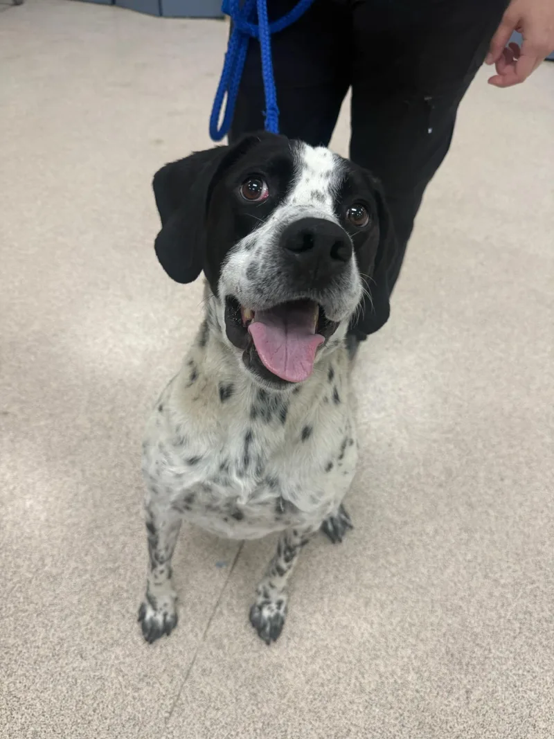 An adult medium-sized male Pointer dog named Nitro for adoption in Teterboro, NJ