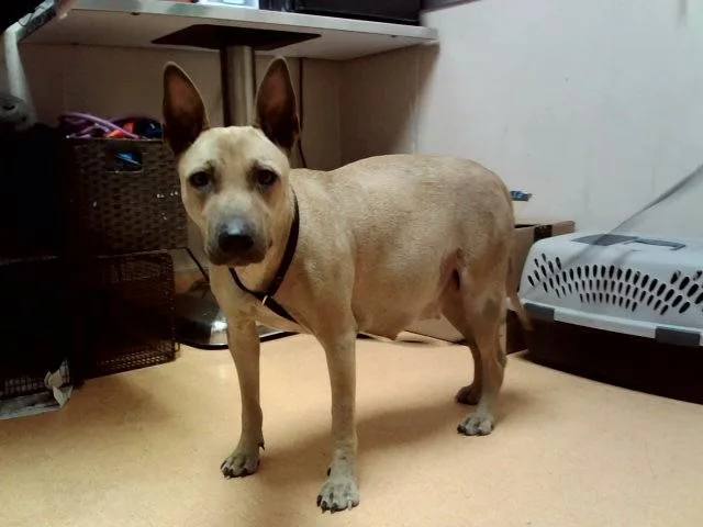 A young large-sized female Pit Bull Terrier dog named Sandy for adoption in Martinez, CA