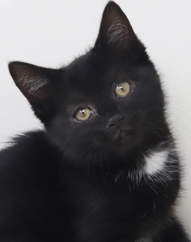 A baby small-sized female Black Bombay cat named Trinity  Is A for adoption in Bedford Hills, NY